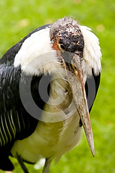 Marabu Stork