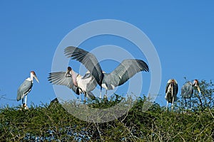 Marabu Stork