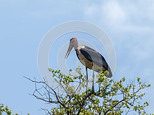 Marabu stork