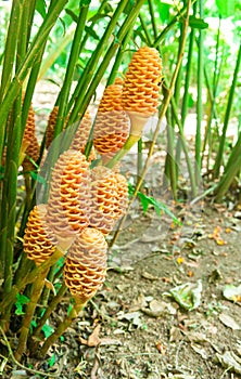 Maraca flowers photo