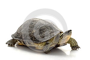 Maracaibo Wood Turtle