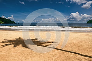 Maracas bay Trinidad and Tobago beach palm tree shadow Caribbean