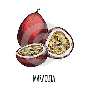 Maracuja. Full color realistic hand drawn vector