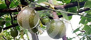 maracujá passion fruit, maracuyá, passionfruit, granadilla, passivelora, liliko?i, and l?c tiên, chanh dây or chanh leo.