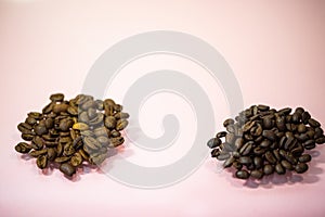 Maragogype beans on a pink background