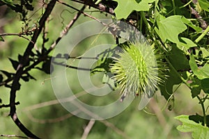 Marah Macrocarpa Fruit - Santa Monica Mtns - 020823