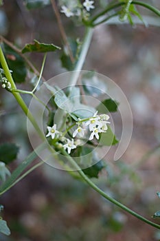 MARAH MACROCARPA STAMINATE BLOOM - TOPANGA SP - 020421 A