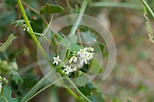 MARAH MACROCARPA STAMINATE BLOOM - TOPANGA SP - 020421 B