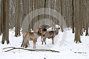 The maral is the Altai deer, a subspecies of the red deer.