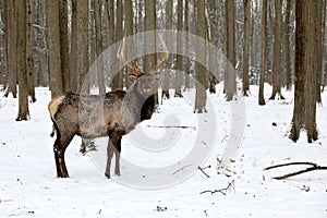 The maral is the Altai deer, a subspecies of the red deer.