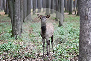 The maral is the Altai deer, a subspecies of the red deer.