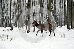 The maral is the Altai deer, a subspecies of the red deer.