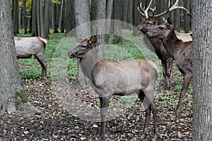 The maral is the Altai deer, a subspecies of the red deer.