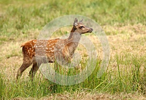 Maral deer Cervus elaphus sibiricus fawn