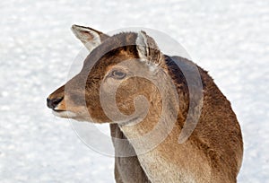 Maral deer on the field