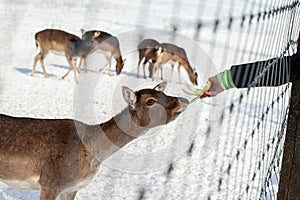 Maral deers on the field