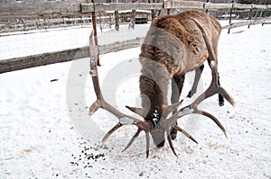 Maral A large Siberian deer with big