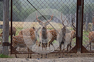 Maral (red deer) in the reserve. a group of deer on an animal farm