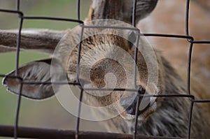 Maral (red deer) in the reserve. a group of deer on an animal farm