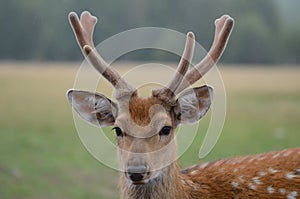 Maral (red deer) in the reserve. a group of deer on an animal farm