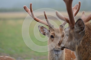 Maral (red deer) in the reserve. a group of deer on an animal farm