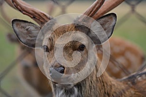 Maral (red deer) in the reserve. a group of deer on an animal farm