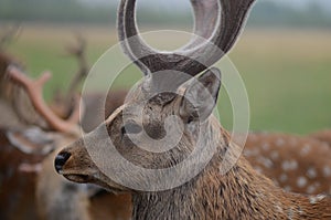 Maral (red deer) in the reserve. a group of deer on an animal farm