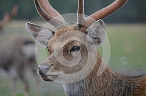 Maral (red deer) in the reserve. a group of deer on an animal farm