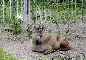 Maral or red deer in the zoo