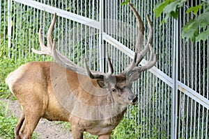 Maral or red deer in the zoo