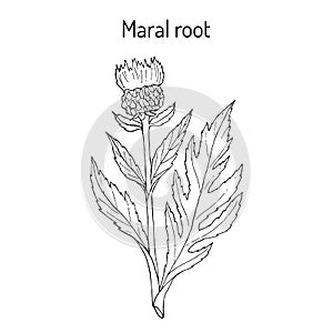 Maral root rhaponticum carthamoides , medicinal plant photo