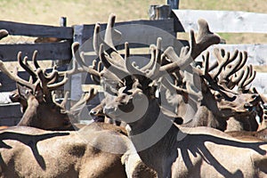 Marals in Altai. Wild deer. Deer in June.