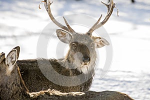 Marals in Kazakhstan