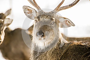 Marals in Kazakhstan