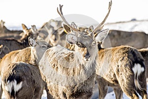 Marals in Kazakhstan