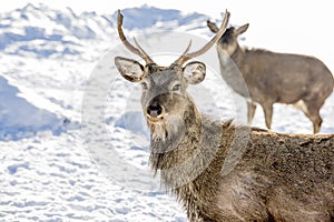 Marals in Kazakhstan