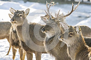 Marals in Kazakhstan