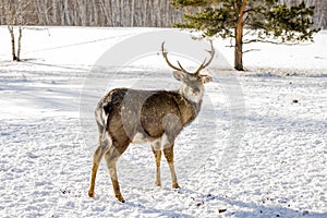 Marals in Kazakhstan