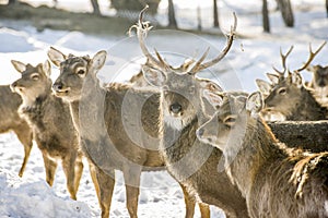 Marals in Kazakhstan