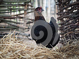 Maran chicken. Portrait of a bird near the village fence