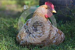 Maran hen in the grass