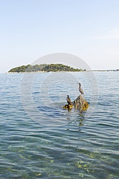 Marangoni - European Shags on the Adriatic Sea