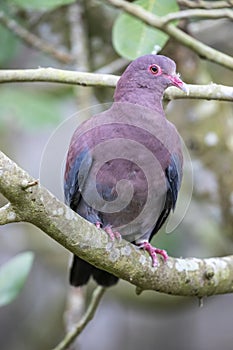 The Maranon pigeon (Patagioenas oenops) photo