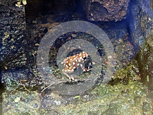 Maranon poison dart frog Excidobates mysteriosus, MaraÃÂ±ÃÂ³n-Pfeilgiftfrosch - The Zoo ZÃÂ¼rich Zuerich or Zurich, Switzerland photo