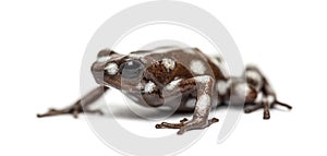 Maranon poison frog, Excidobates mysteriosus photo