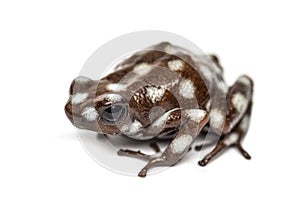 Maranon poison frog, Excidobates mysteriosus photo