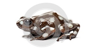 Maranon poison frog, Excidobates mysteriosus photo