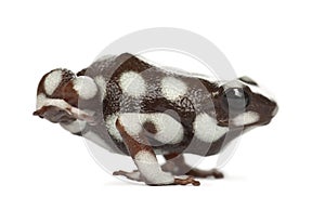 Maranon Poison Frog or Rana Venenosa photo