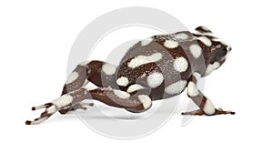 Maranon Poison Frog or Rana Venenosa photo