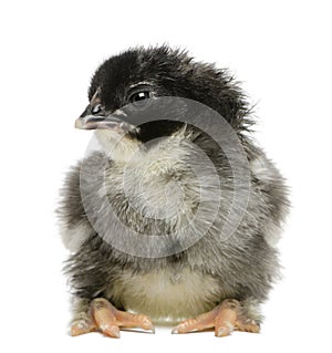 Marans chick, 15 hours old